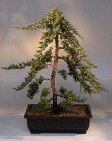 Juniper Bonsai Tree<br><i>(juniper procumbens nana)</i>