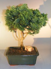 Dwarf Hinoki Cypress Bonsai Tree<br><i>(chamecyparis 