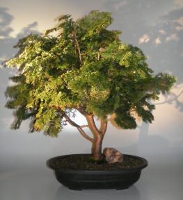 Dwarf Hinoki Cypress Bonsai Tree<br><i>(obtusa compressa 'nana')</i>