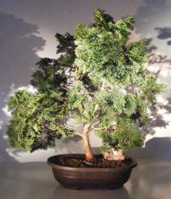 Dwarf Hinoki Cypress Bonsai Tree<br><i>(obtusa compressa 'nana')</i>