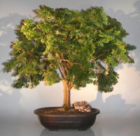 Dwarf Hinoki Cypress Bonsai Tree<br><i>(obtusa compressa 'nana')</i>