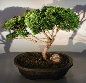 Dwarf Hinoki Cypress Bonsai Tree <br><i>(obtusa compressa 'nana')</i>