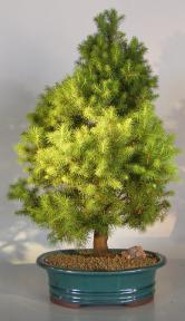 Dwarf Alberta Spruce Bonsai Tree<br><i>(picea glauca conica)</i>