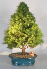 Dwarf Alberta Spruce Bonsai Tree<br><i>(picea glauca conica)</i>