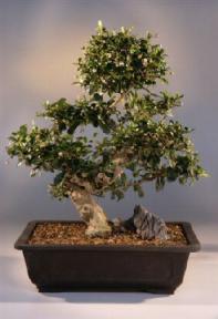 Fukien Tea Bonsai Tree<br><i>(carmona)</i>