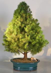 Dwarf Alberta Spruce Bonsai Tree<br><i>(picea glauca conica)</i>