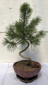 Twisty Mugo Pine Bonsai Tree<br><i>(pinus mugo 'twisty')</i>