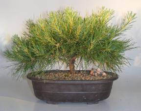 Scots Pine Bonsai Tree<br><i>(pinus sylvestris 'tabulaeformis')</i>