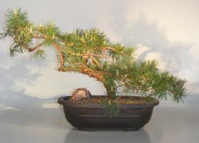 Scots Pine Bonsai Tree<br><i>(pinus sylvestris 'tabulaeformis')</i>