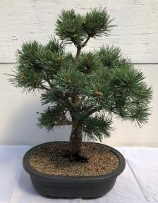 Blue Ball Korean Pine<br><i>(pinus koraiensis 'blue ball')</i>