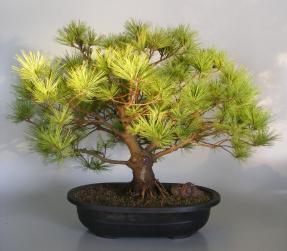 Japanese White Pine Bonsai Tree<br><i>(pinus parviflora)</i>