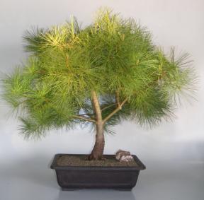 Japanese White Pine Bonsai Tree<br><i>(pinus parviflora)</i>