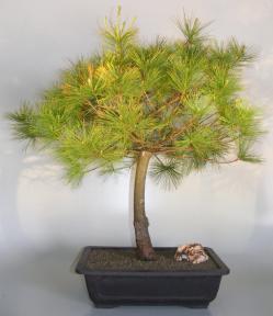 Japanese White Pine Bonsai Tree<br><i>(pinus parviflora)</i>