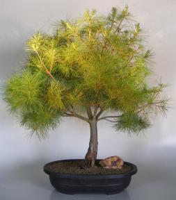 Japanese White Pine Bonsai Tree<br><i>(pinus parviflora)</i>