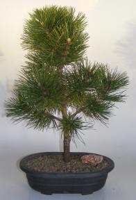 Japanese Black Pine Bonsai Tree<br><i>(pinus thunbergii 'thunderhead')</i>