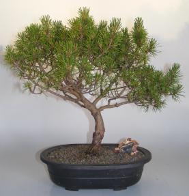 Virginia Pine Bonsai Tree<br><i>(pinus virginiana)</i>