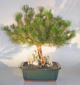 Mugo Pine Bonsai Tree<br><i>(pinus mugo 'valley cushion')</i>