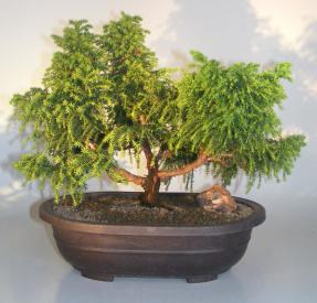 Cryptomeria Bonsai Tree<br><i>(japonica - tansu)</i>