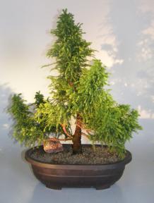 Cryptomeria Bonsai Tree<br><i>(japonica - tansu)</i>