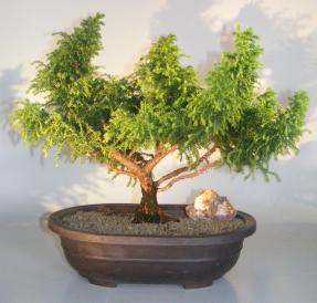 Cryptomeria Bonsai Tree<br><i>(japonica - tansu)</i>