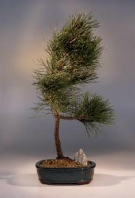 Japanese Black Pine Bonsai Tree<br><i>(pinus thunbergii 'mikawa')</i>