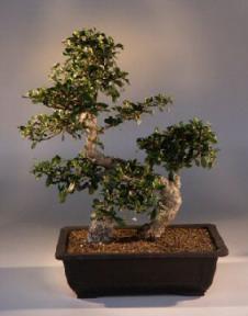 Fukien Tea Bonsai Tree<br><i>(carmona)</i>