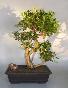 Ficus Retusa Bonsai Tree<br>Curved Trunk, Tiered Branching, & Banyan Roots<br><i>(ficus retusa)</i>