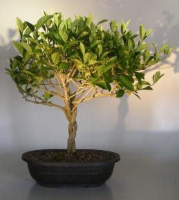 Flowering Gardenia Bonsai Tree <br>Braided Trunk<br><i>(jasminoides miami supreme)</i>
