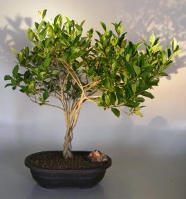 Flowering Gardenia Bonsai Tree<br>Braided Trunk<br><i>(jasminoides miami supreme)</i>