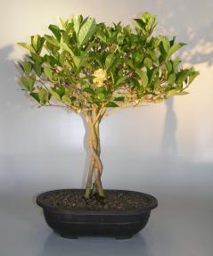 Flowering Gardenia Bonsai Tree<br>Braided Trunk<br><i>(jasminoides miami supreme)</i>