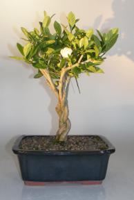 Flowering Gardenia Bonsai Tree<br>Braided Trunk<br><i>(jasminoides miami supreme)</i>