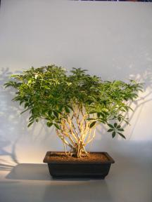 Hawaiian Umbrella Bonsai Tree<br>Banyan Style <br> (arboricola schfflera)
