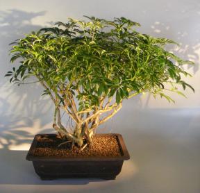 Hawaiian Umbrella Bonsai Tree <br>Banyan Style <br>(arboricola schfflera)