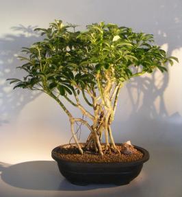 Hawaiian Umbrella Bonsai Tree<br>Banyan Style<br>(arboricola schfflera)