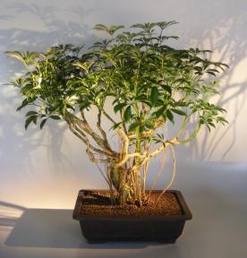 Hawaiian Umbrella Bonsai Tree<br>Banyan Style<br>(arboricola schfflera)