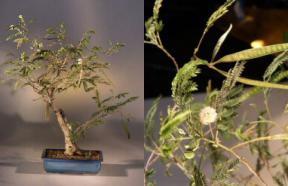 Tamarind Bonsai Tree<br><i>(tamarindus indica)</i>