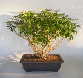 Hawaiian Umbrella Bonsai Tree<br>Banyan Style<br>(arboricola schfflera)