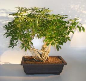 Hawaiian Umbrella Bonsai Tree<br>Banyan Style<br>(arboricola schfflera)