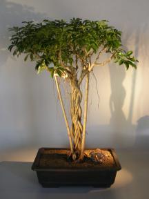 Hawaiian Umbrella Bonsai Tree<br>Banyan Style<br>(arboricola schfflera)