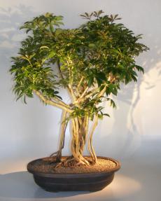 Hawaiian Umbrella Bonsai Tree<br>Banyan Style<br>(arboricola schfflera)