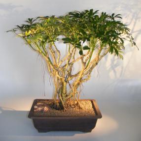 Hawaiian Umbrella Bonsai Tree<br> Banyan Style <br>(arboricola schfflera)