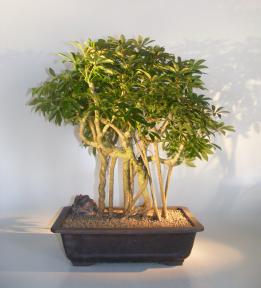 Hawaiian Umbrella Bonsai Tree<br>Banyan Style<br>(arboricola schfflera)