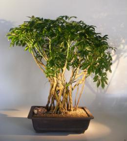 Hawaiian Umbrella Bonsai Tree<br>Banyan Style<br>(arboricola schfflera)
