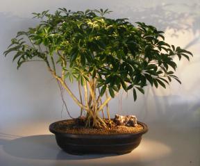 Hawaiian Umbrella Bonsai Tree<br>Banyan Style<br>(arboricola schfflera)