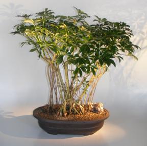 Hawaiian Umbrella Bonsai Tree<br>Banyan Style<br>(arboricola schfflera)