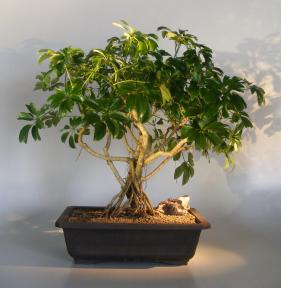 Hawaiian Umbrella Bonsai Tree<br>Banyan Style<br>(arboricola schfflera)