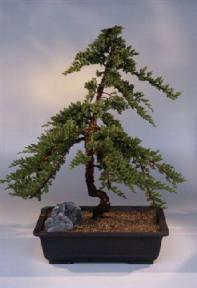 Juniper Bonsai Tree<br><i>(juniper procumbens nana)</i>