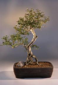 Flowering White Serissa Bonsai Tree<br>Bonsai Tree of a Thousand Stars<br><i>(serissa japonica)</i>