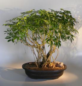 Hawaiian Umbrella Bonsai Tree <br>Banyan Style <br>(arboricola schfflera)