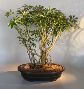 Hawaiian Umbrella Bonsai Tree <br>Banyan Style<br>(arboricola schfflera)